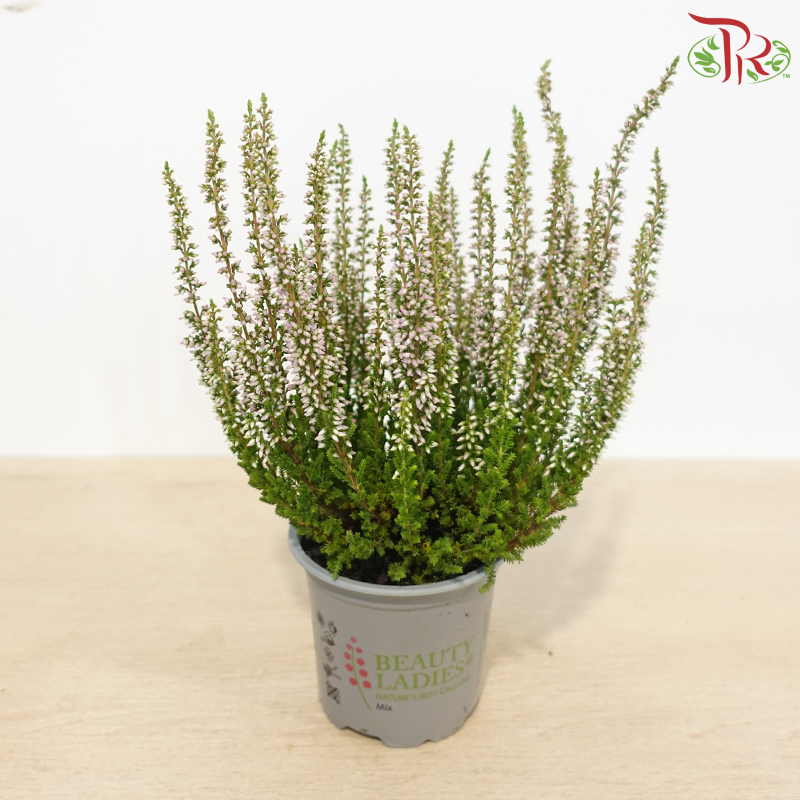 Calluna Mix 90 - 18cm《帚石楠》(Random Choose Colours)