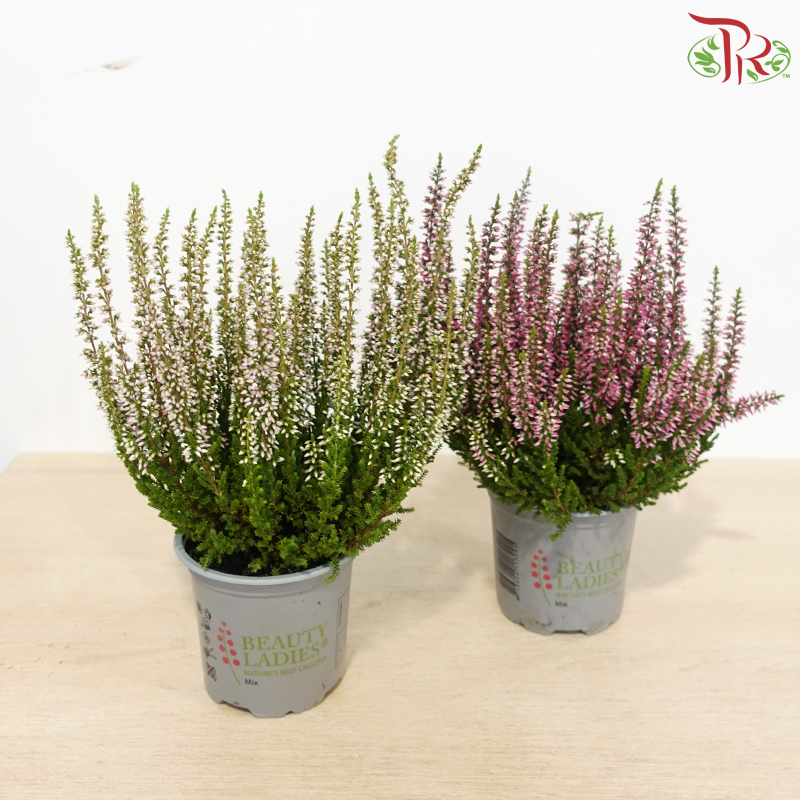 Calluna Mix 60 - 15cm《帚石楠》(Random Choose Colors)
