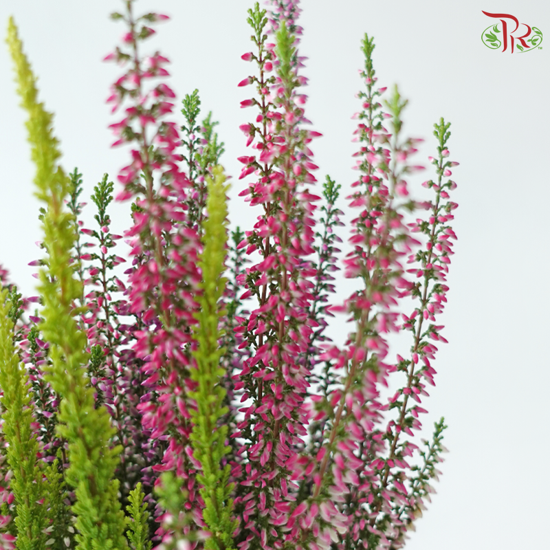 Calluna Mix 90 - 18cm《帚石楠》