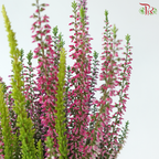 Calluna Mix 90 - 18cm《帚石楠》