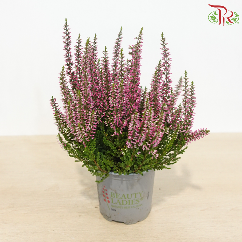 Calluna Mix 90 - 18cm《帚石楠》(Random Choose Colours)