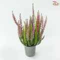 Calluna Mix 90 - 18cm《帚石楠》