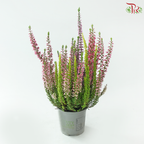 Calluna Mix 90 - 18cm《帚石楠》