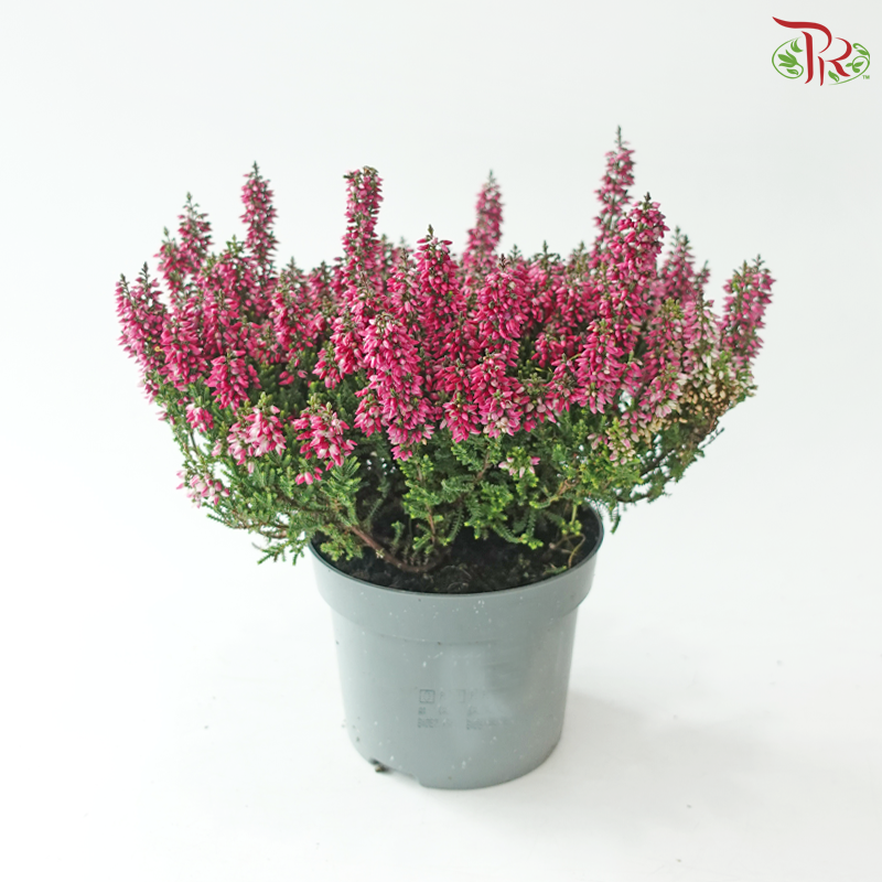 Calluna Mix Beauty Ladies Anouk 110 - 30cm《帚石楠》(Random Choose Color)