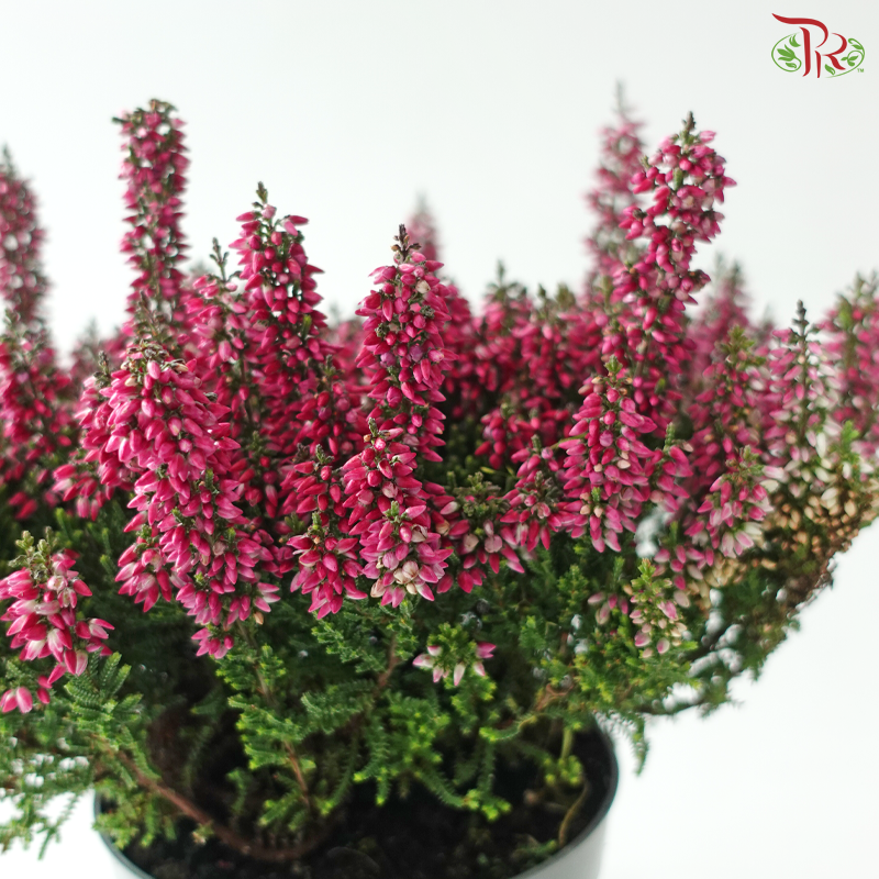 Calluna Mix Beauty Ladies Anouk 110 - 30cm《帚石楠》(Random Choose Color)