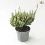 Calluna Mix Beauty Ladies Anouk 110 - 30cm《帚石楠》(Random Choose Color)