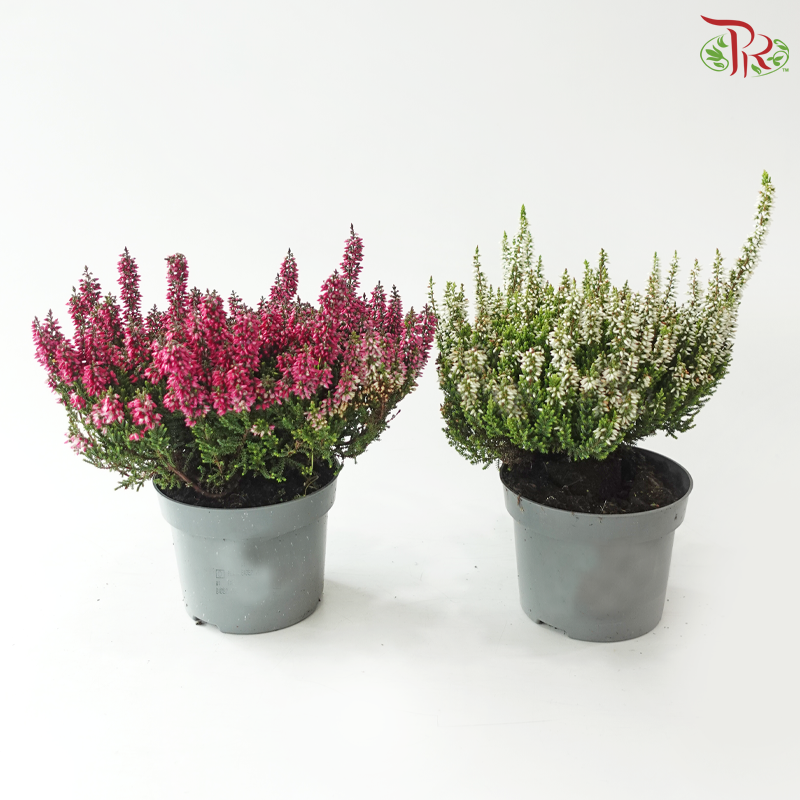 Calluna Mix Beauty Ladies Anouk 110 - 30cm《帚石楠》(Random Choose Color)