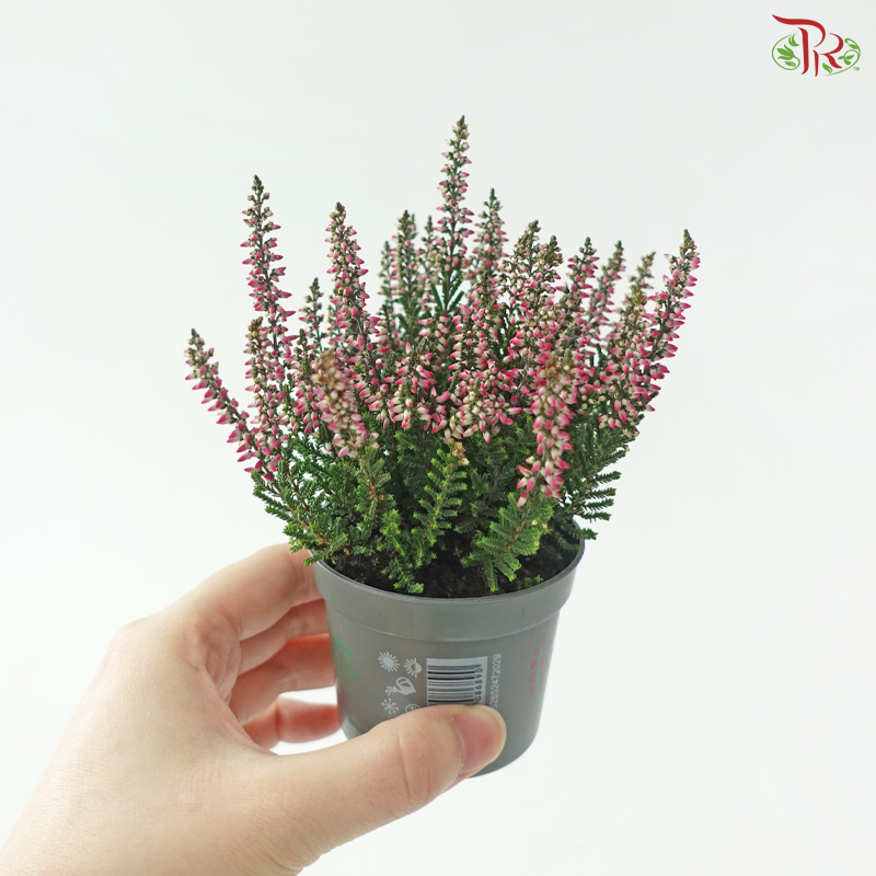 Calluna Mix 6Ø - 15cm《帚石楠》(Random Choose Colors)