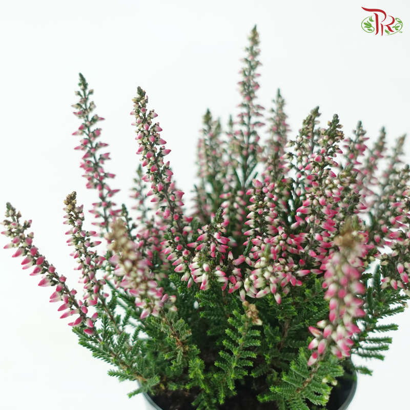 Calluna Mix 6Ø - 15cm《帚石楠》(Random Choose Colors)