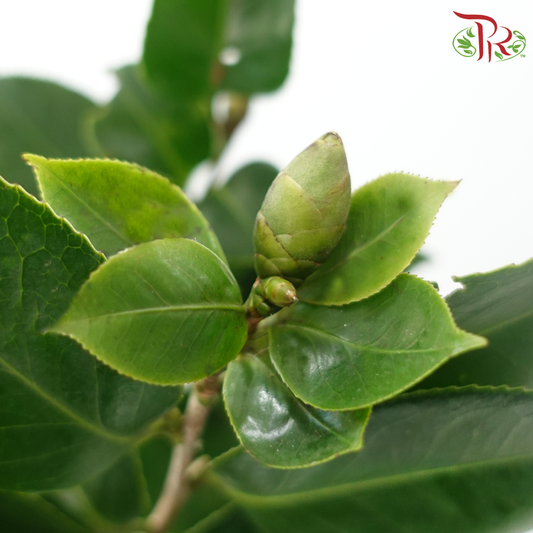 Camellia Leaf (Per Bunch)