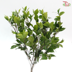 Camellia Leaf 3 (Per Bunch)