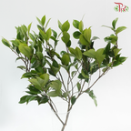 Camellia Leaf 3 (Per Bunch)