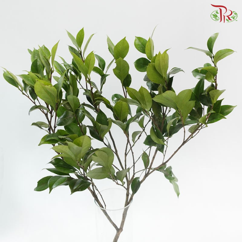 Camellia Leaf 3 (Per Bunch)