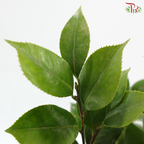 Camellia Leaf 3 (Per Bunch)