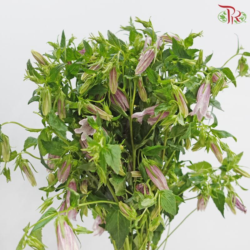 Campanula - Dusty Purple (Per Bunch)