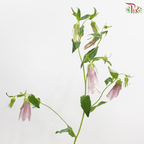Campanula - Dusty Purple (Per Bunch)