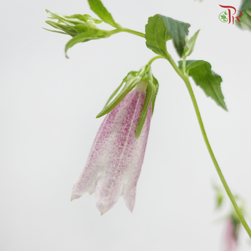 Campanula - Dusty Purple (Per Bunch)