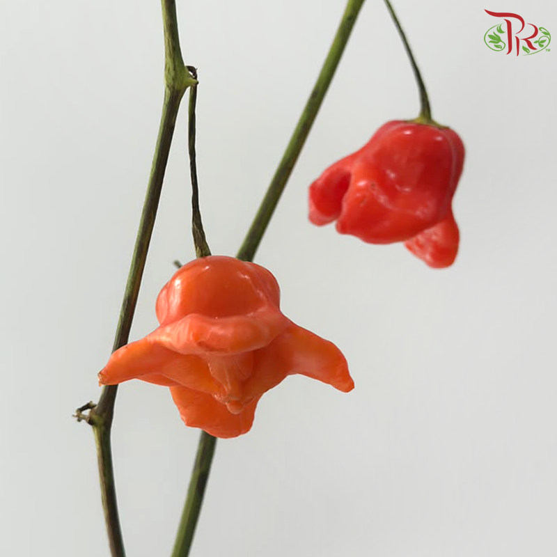 Campanula Chilli (Per Bunch)