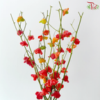 Campanula Chilli (Per Bunch)