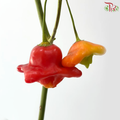 Campanula Chilli (Per Bunch)