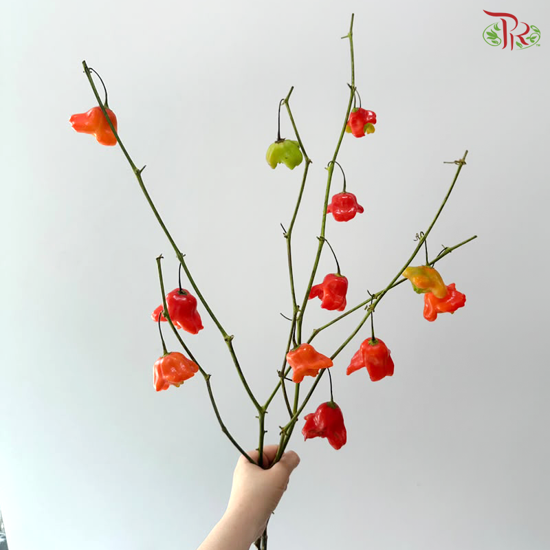 Campanula Chilli (Per Bunch)