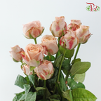 Rose - Vintage Cappuccino (10 Stems)