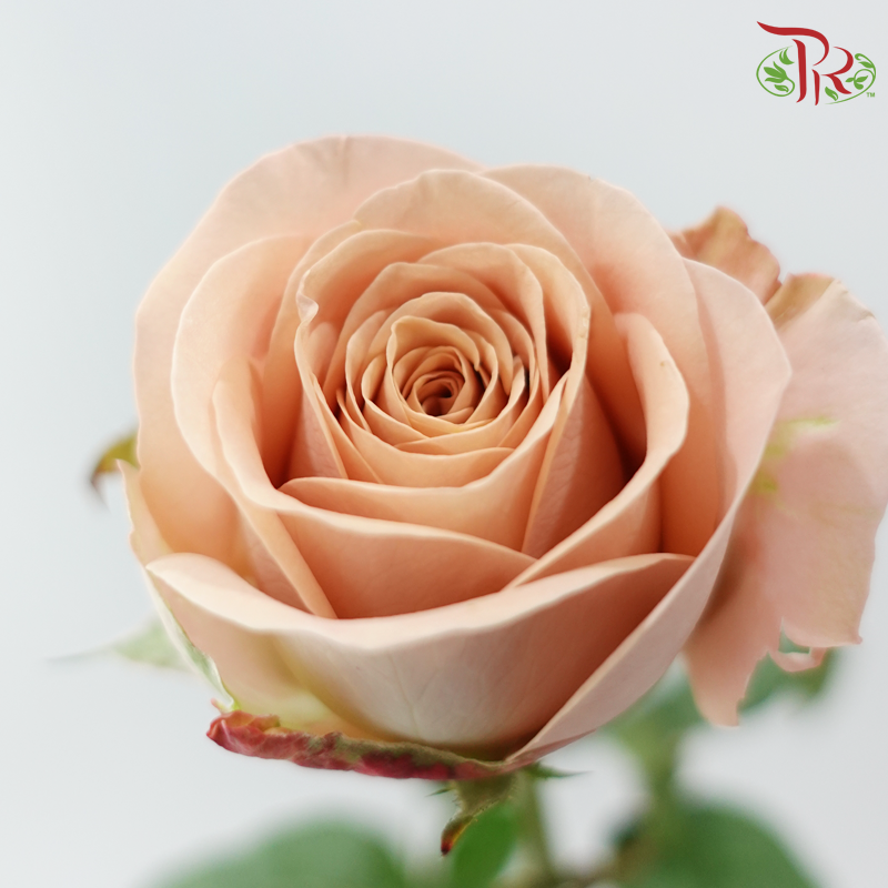 Rose - Vintage Cappuccino (10 Stems)