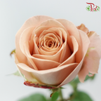 Rose - Vintage Cappuccino (10 Stems)