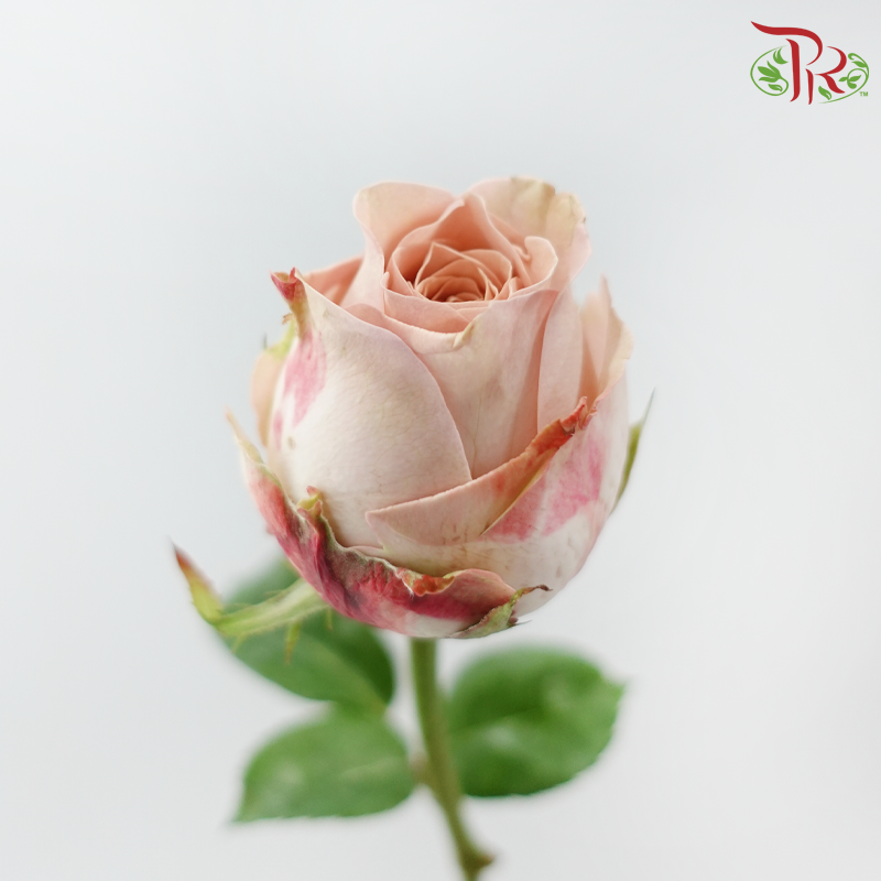 Rose - Vintage Cappuccino (10 Stems)