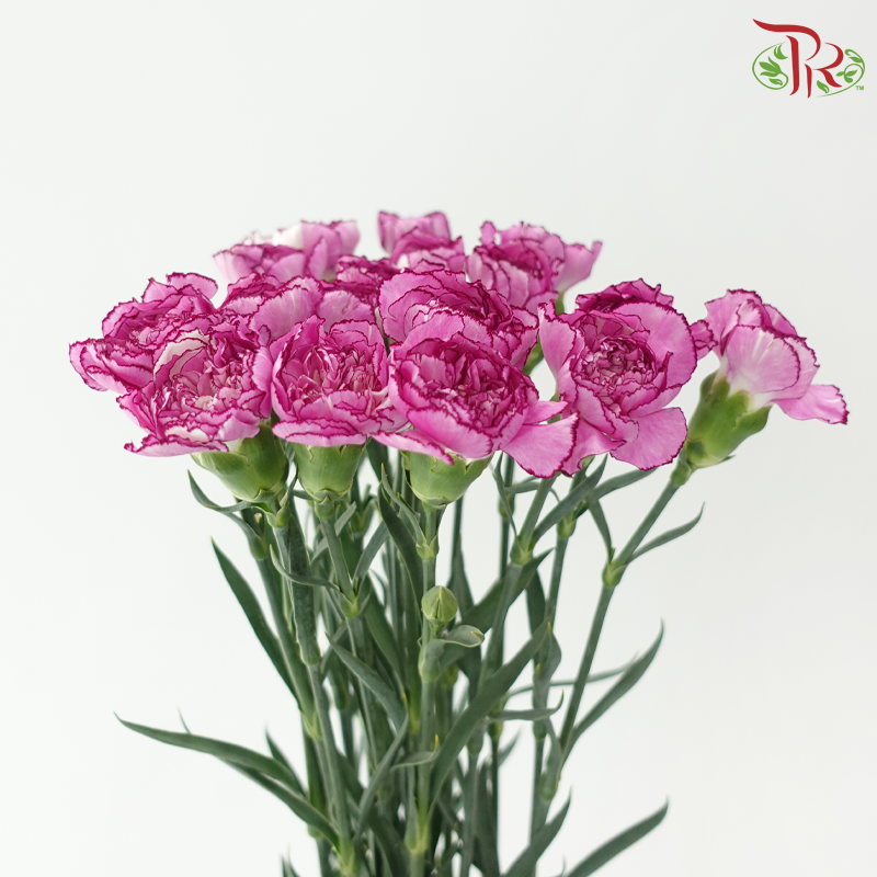 Carnation - Zi Xia Fairy 紫霞仙子 (18-20 Stems)