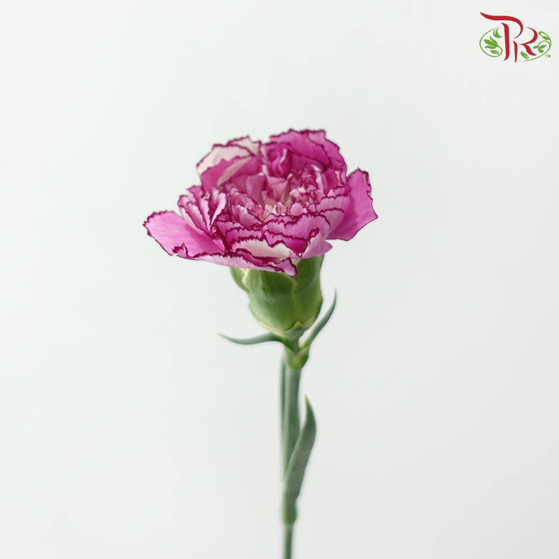 Carnation - Zi Xia Fairy 紫霞仙子 (18-20 Stems)