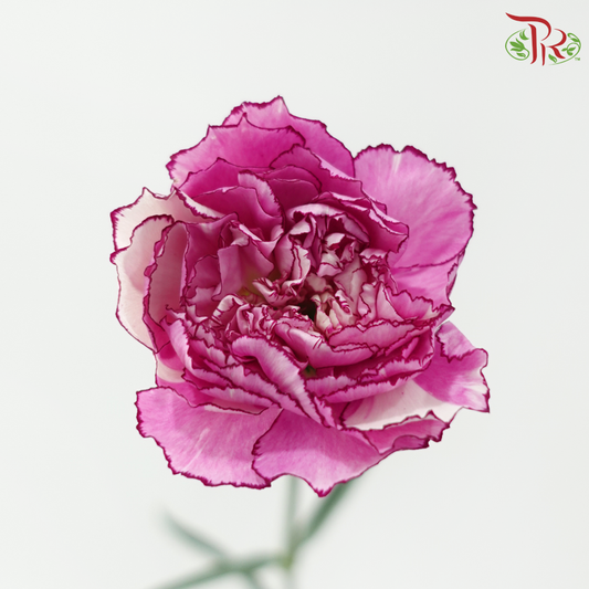 Carnation - Zi Xia Fairy (18-20 Stems)