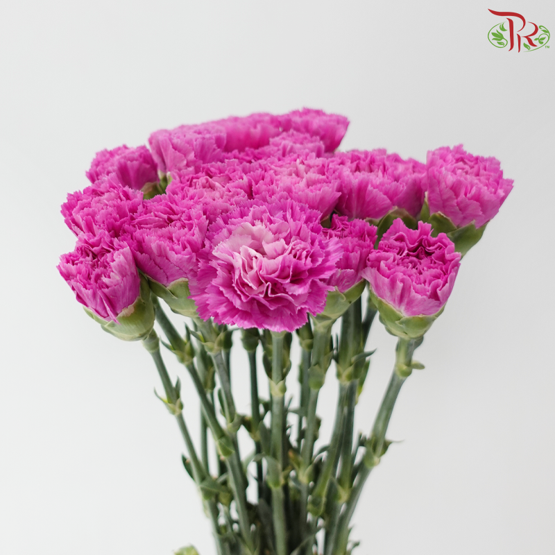 Carnation - Sparkling 闪亮 (18-20 Stems)