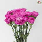 Carnation - Sparkling 闪亮 (18-20 Stems)