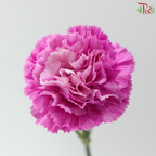 Carnation - Sparkling 闪亮 (18-20 Stems)
