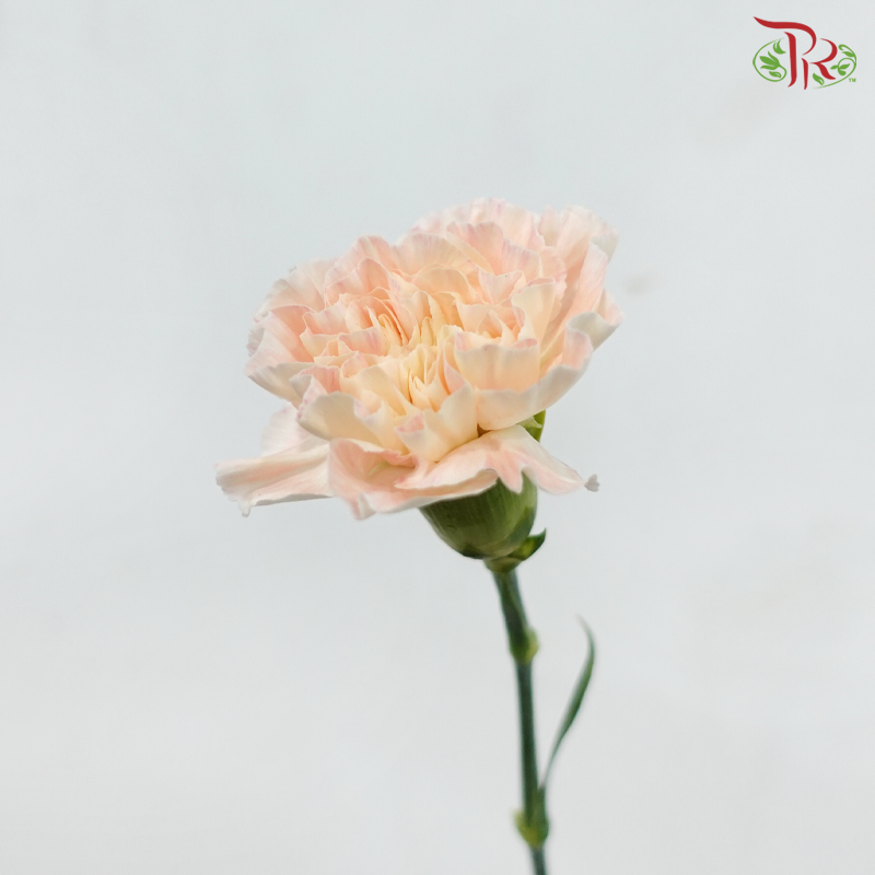 Carnation - Peaches & Cream (18-20 Stems)