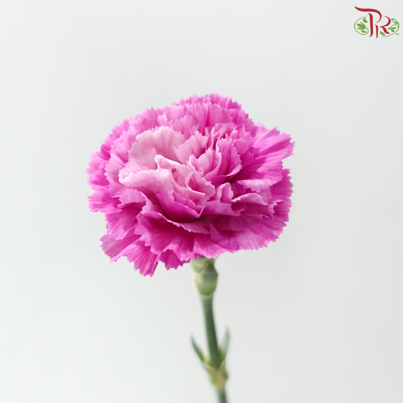 Carnation - Sparkling 闪亮 (18-20 Stems)