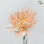 Carnation - Peaches & Cream (18-20 Stems)