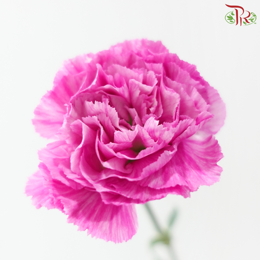 Carnation - Lollipop (18-20 Stems)
