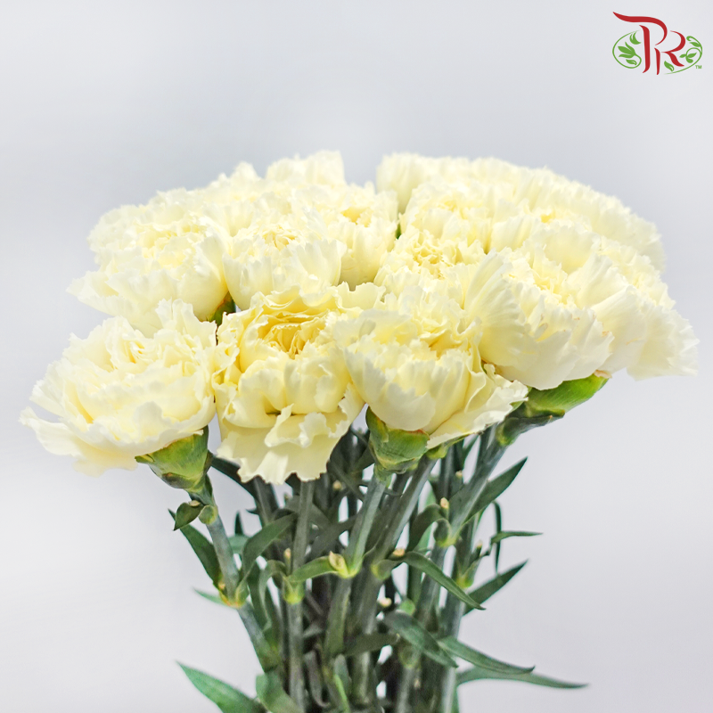 Carnation - Cream 奶油 (18-20 Stems)