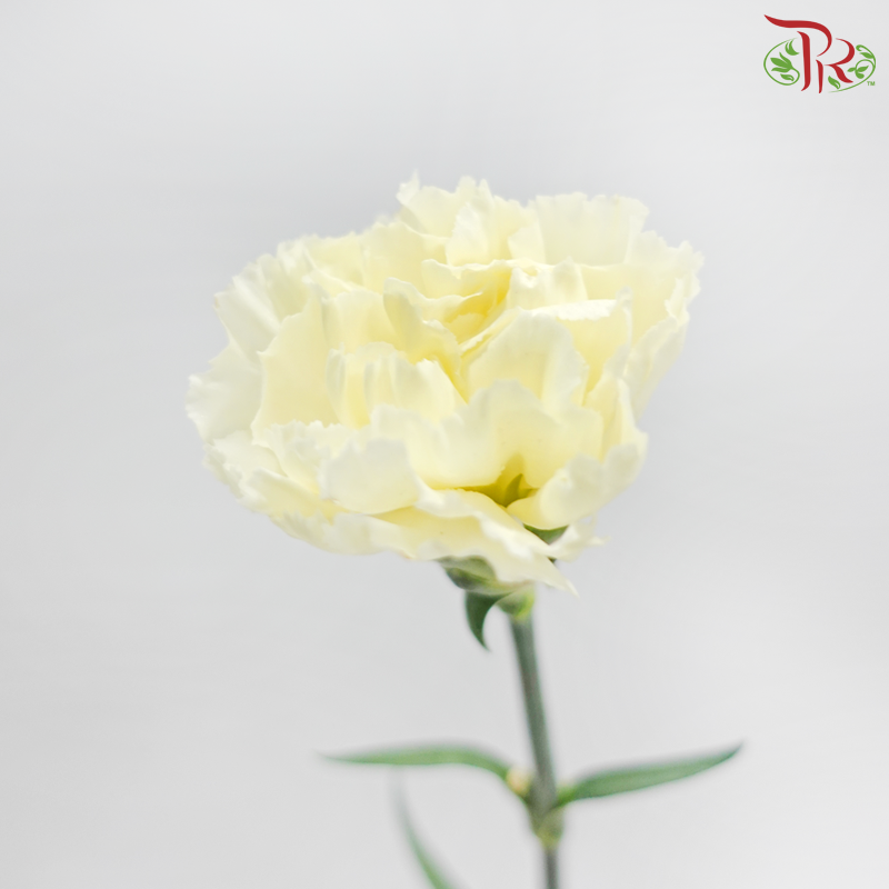 Carnation - Cream 奶油 (18-20 Stems)