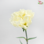 Carnation - Cream 奶油 (18-20 Stems)