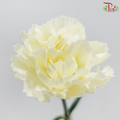 Carnation - Cream 奶油 (18-20 Stems)