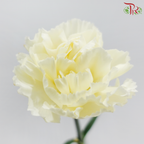 Carnation - Cream 奶油 (18-20 Stems)