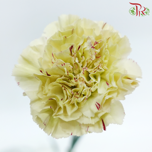 Carnation New Variety - Paoletto (18-20 Stems)