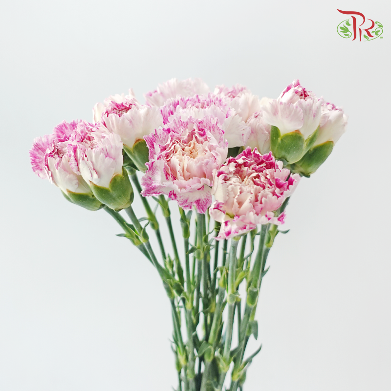 Carnation - Night Wind 晚风 (18-20 Stems)