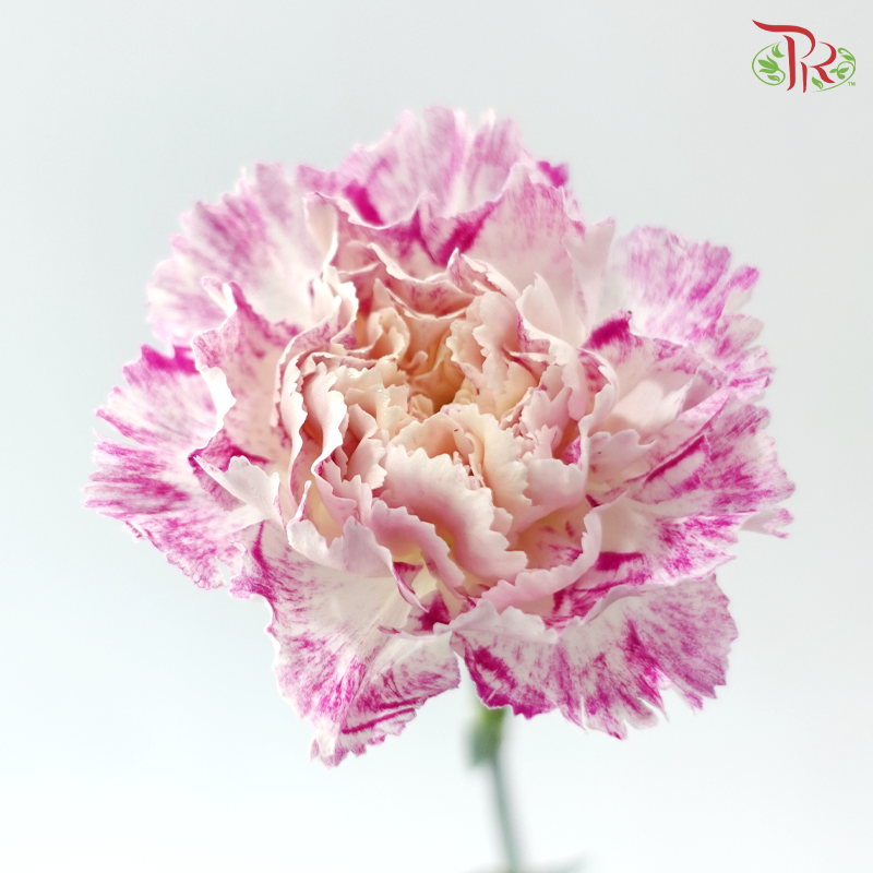 Carnation - Night Wind 晚风 (18-20 Stems)