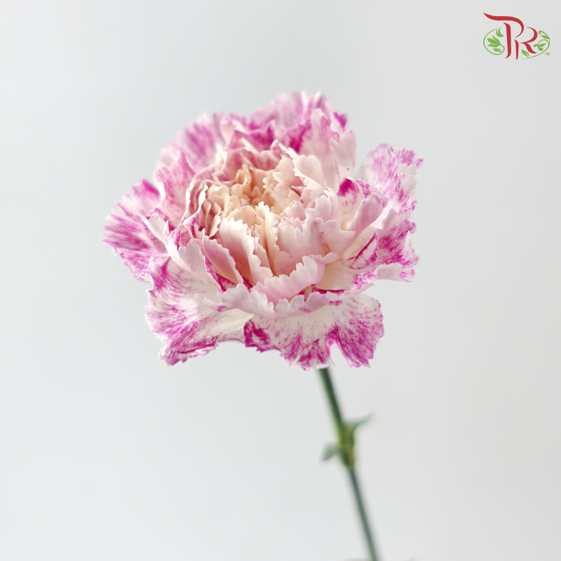 Carnation - Night Wind 晚风 (18-20 Stems)