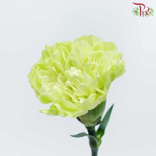 Carnation - Wasabi Green (19-20 Stems)