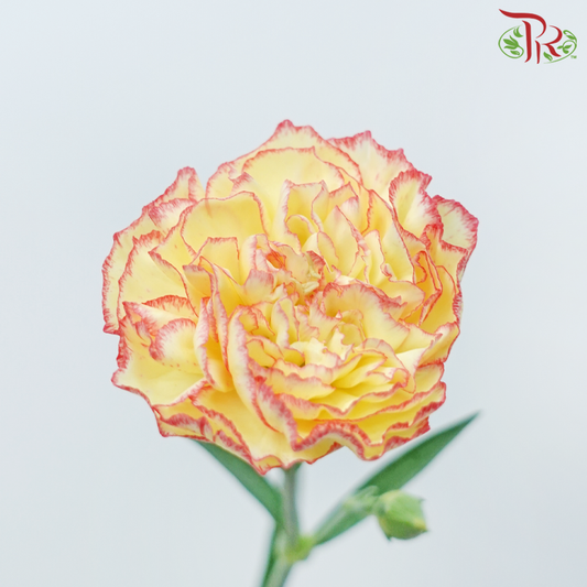 Carnation - White Liberty (19-20 Batang)